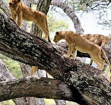 2 days lakem manyara