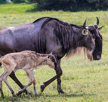 ndutu calving season