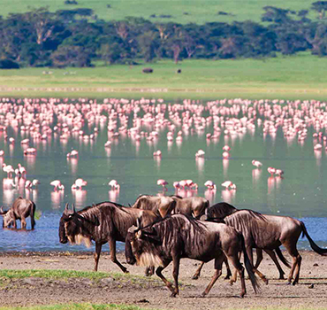 northern safari